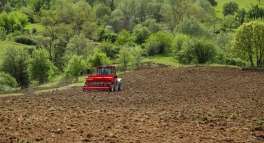 Ordu'da "alım garantisi" verilen karabuğdayın ekimi yapıldı