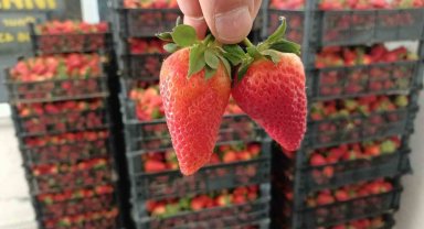 Organik çilek üretiminin merkezi Hüyük'te başlangıç fiyatları üreticileri memnun etmedi