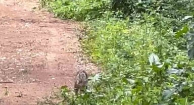 Ormanlık alanda yaban kedisi cep telefonu ile görüntülendi