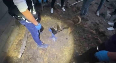 Polis köpeği Jessie, toprağa gömülü 820 bin hapı buldu