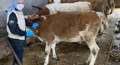 Refahiye'nin 121 köy ve 73 mezrasında hayvanlar aşılanıyor