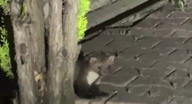 Safranbolu'da sansar cep telefonuyla görüntülendi