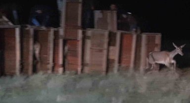 Salda Gölü kenarına 7 kızıl geyik daha bırakıldı