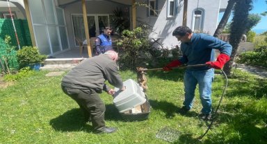 Samsun'da bir evin bahçesine giren yaralı çakal tedavi edilecek