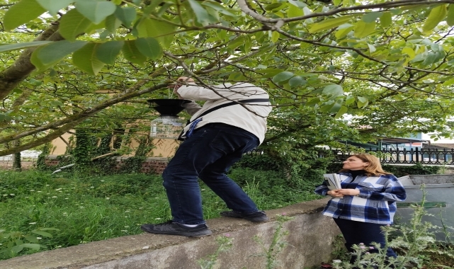 Samsun'da kahverengi kokarca ile mücadelede ağaçlara feromon tuzakları asılıyor