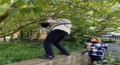 Samsun'da kahverengi kokarca ile mücadelede ağaçlara feromon tuzakları asılıyor