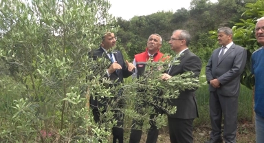 Samsun'da zeytincilik yeniden canlanıyor