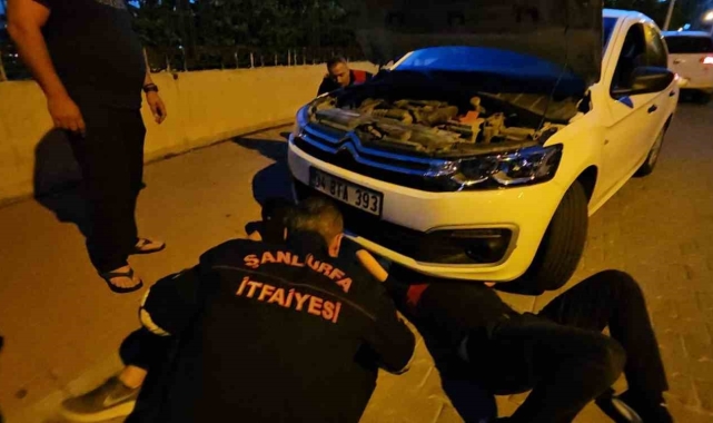 Şanlıurfa'da otomobilin motor kısmına sıkışan kedi operasyonla kurtarıldı