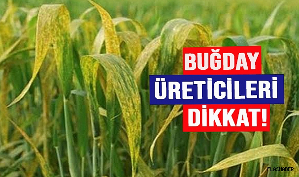 SARI PAS HASTALIĞI SİNOP’TA GÖRÜLMEYE BAŞLADI!