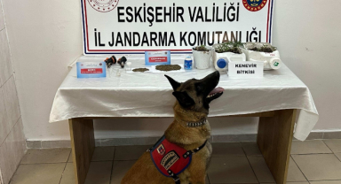 Satmak için ikametlerinde uyuşturucu yetiştiren 2 şüpheli yakalandı