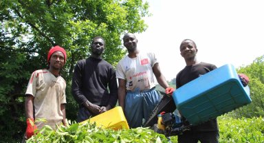 Senegalli çay işçileri kaçak çalıştıkları gerekçesiyle sınır dışı edilecek
