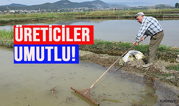 SİNOP'TA ÇELTİK EKİMİ BAŞLADI!
