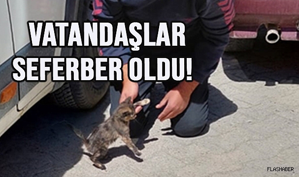 SİNOP’TA KEDİ KURTARMA OPERASYONU!