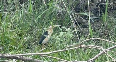 Sivas'ta nesli tehlike altındaki balaban kuşu görüntülendi