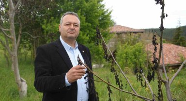 Soğuk hava ceviz ağaçlarını vurdu: Açan çiçekler soğukta kurudu