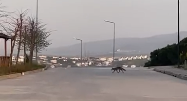 Sokak kedisi mamasını yemek isteyen tilkiye izin vermedi