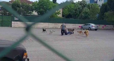 Sokak ortasında 10 köpeğin saldırısına uğradı