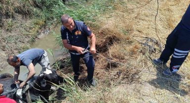 Sulama kanalında düşen ineği itfaiye kurtardı