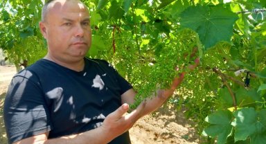 Sultaniye üzümün kalitesi yüzleri güldürdü