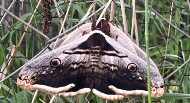 Tavşanlı'da dev kelebekler görüldü