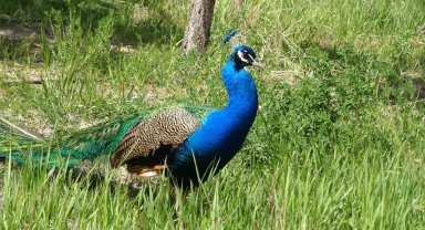 Tavus kuşları Van YYÜ'nün kalıcı misafirleri oldu