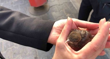 Tekirdağ'da çatıdan düşen yavru serçe yuvasına bırakıldı