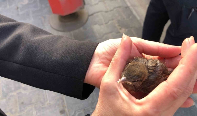 Tekirdağ'da çatıdan düşen yavru serçe yuvasına bırakıldı