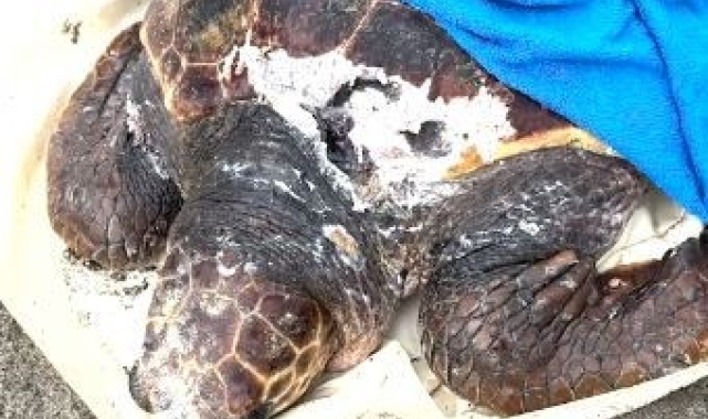 Tekne pervanesinin çarptığı deniz kaplumbağası tedavi altına alındı