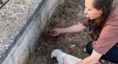 Tel kafese kafası sıkışan yavru köpek kurtarıldı