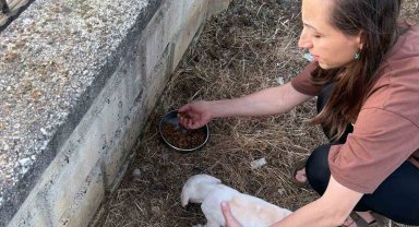 Tel kafese kafası sıkışan yavru köpek kurtarıldı