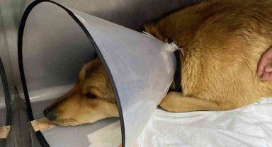 Ticari taksinin çarptığı sokak köpeğinin imdadına hayvan severler koştu