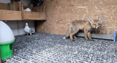 Tilki kümese bekçi oldu