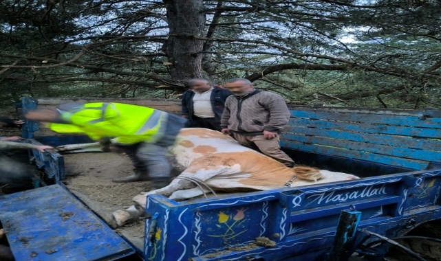 Tokat'ta yayla yolunda düşen gebe inek ekiplerce kurtarıldı