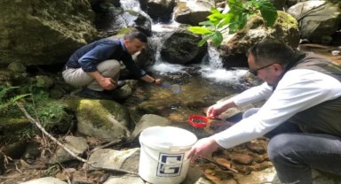 Trabzon'da 10 bin kırmızı benekli alabalık yavrusu derelere bırakıldı