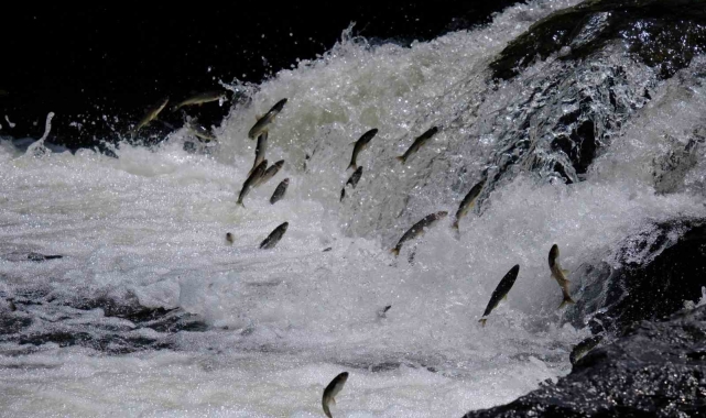 Van&#039;da &quot;11. Uluslararası İnci Kefali Göçü Kültür ve Sanat Festivali&quot; başladı