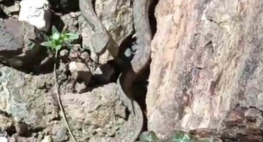 Van'da Türkiye'nin en zehirli yılanı görüldü