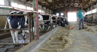 Veteriner adayları üniversitenin çiftliğinde eğitim görüyor