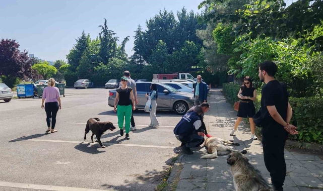 Yahya Kaptan'daki saldırgan köpeklere müdahale