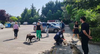 Yahya Kaptan'daki saldırgan köpeklere müdahale