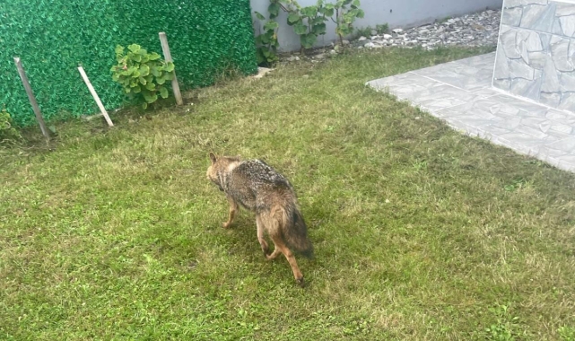 Yakakent'te yaralı çakal kurtarıldı
