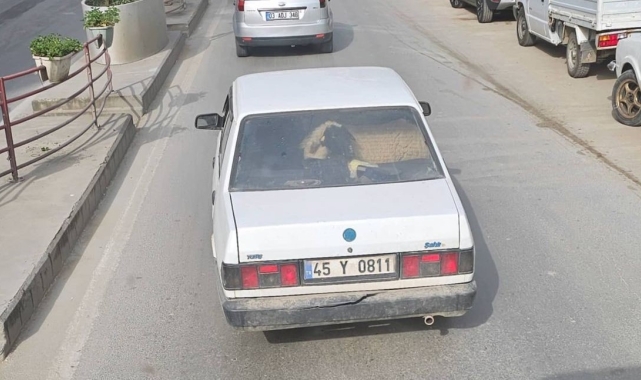 Yalova'da otomobilin arka koltuğunda koyunu görenler şaştı kaldı
