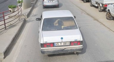 Yalova'da otomobilin arka koltuğunda koyunu görenler şaştı kaldı