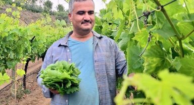 Yaprak toplayarak günlük 1500 TL kazanabiliyorlar