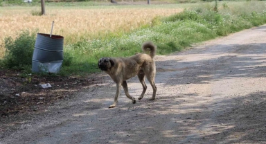 Yaşlı kadını köpeklerin parçaladığı köyde vatandaşlar, köpeklerin toplanmasını istiyor
