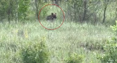 Yavru ayıyı bal yemeye davet etti