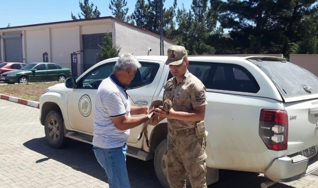 Yavru yaban keçisi doğada ayağı kırık halde bulundu