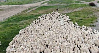 Yerli 'Kangal akkaraman' koyununda iyi bakım doğum oranını arttırdı