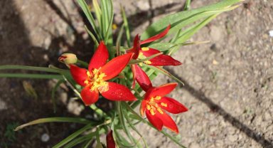 Yitik Türk lalesi olarak kayıtlara geçmişti, Amasya'da sadece 10 gün çiçek açıyor