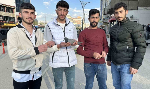 Yüksekovalı gençlerden örnek davranış: Yaralı güvercin kurtarıldı