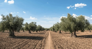 Zeytin güvesine karşı mücadele uyarısı